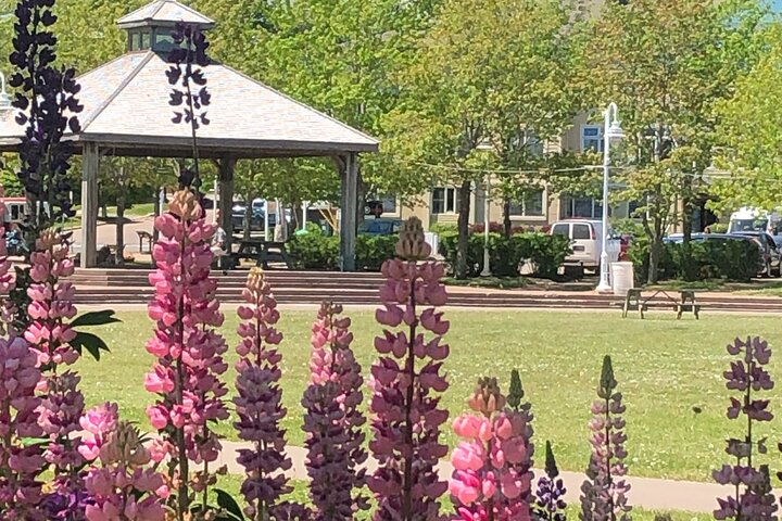 Lupins in the Park