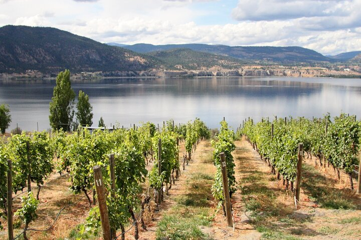 Bench1775 Vineyard overlooking Okanagan Lake