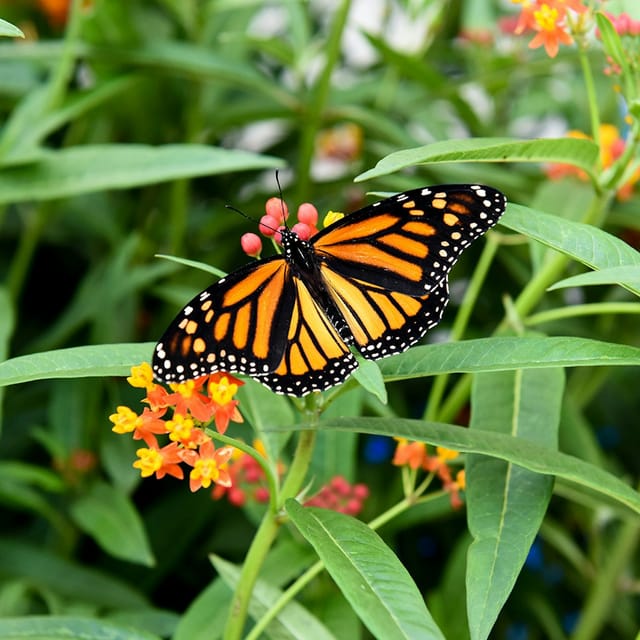 Niagara Falls Butterfly Conservatory - Photo 1 of 6