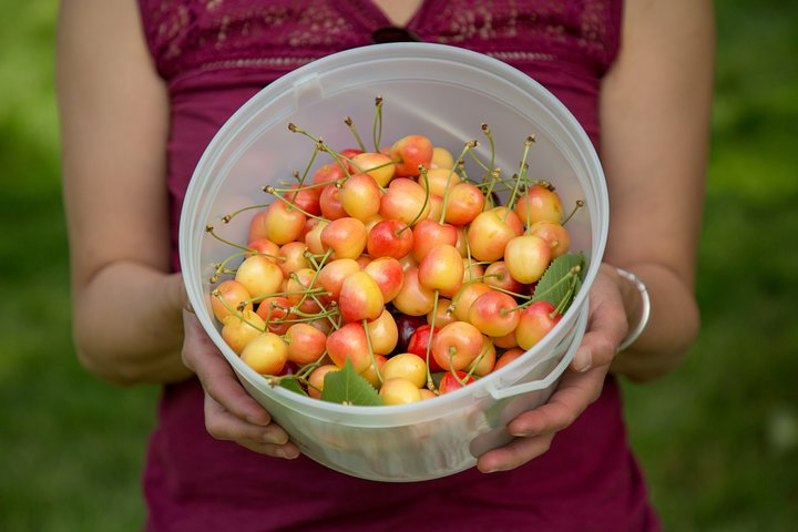 Okanagan 2 Days Wine Tasting & Cherry Picking Tour / Minimum 3 people required - Photo 1 of 9