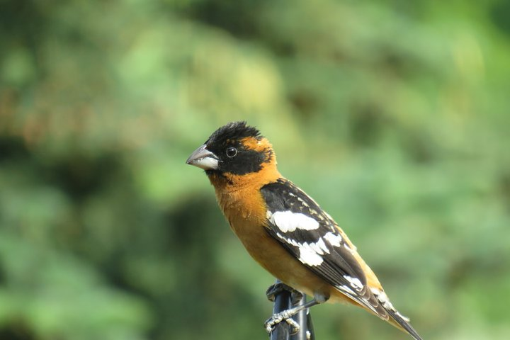 Private Birdwatching Activity in Penticton - Photo 1 of 6