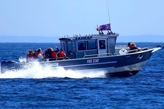 Ultimate Marine Whale & Wildlife Tour - Photo 1 of 21