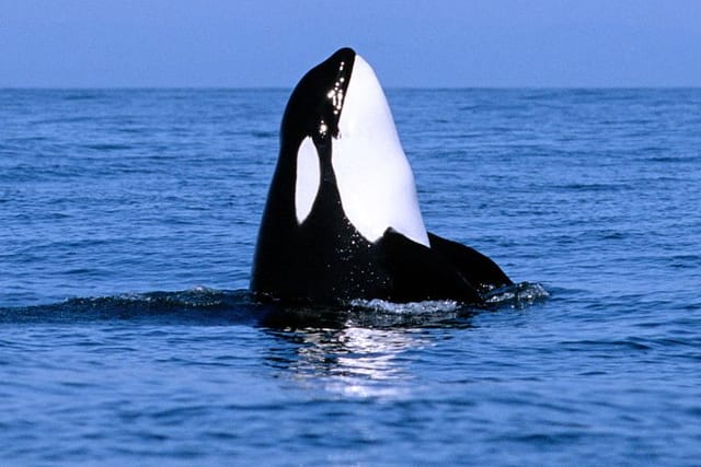 Vancouver Whale Watching Safari - Photo 1 of 24