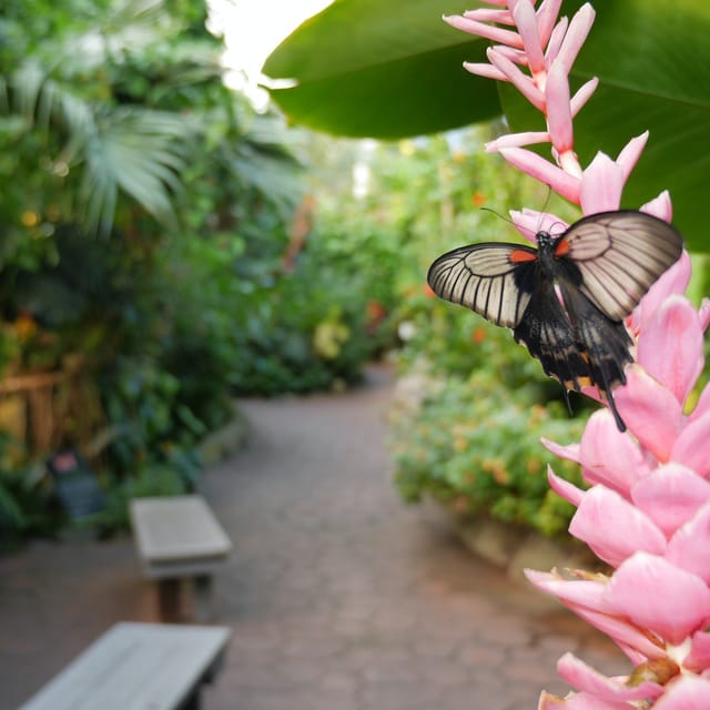 Victoria Butterfly Gardens - Photo 1 of 6