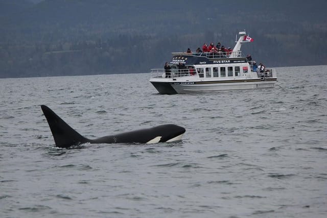 Victoria Shore Excursion: Whale-Watching Cruise with Expert Naturalist Guides - Photo 1 of 11