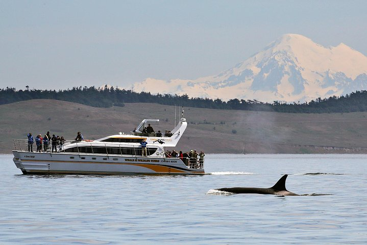 Open and semi-covered whale watching vessels are available