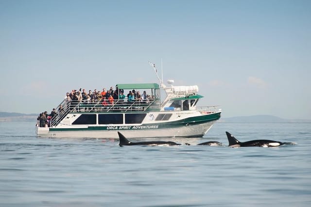 Victoria Whale Watching Tour on a Covered Vessel - Photo 1 of 11