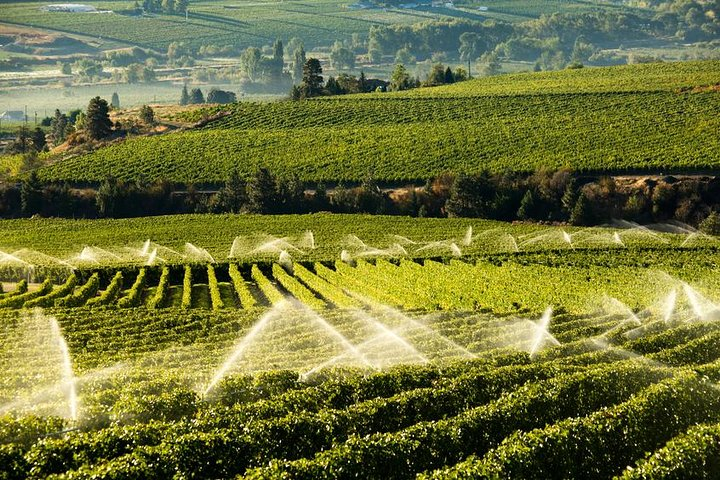 Rows and rows of vines