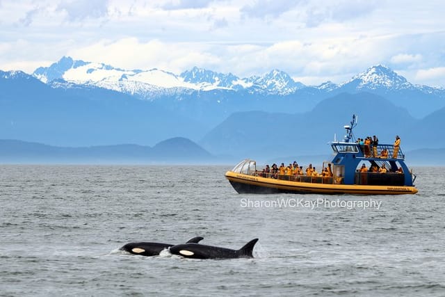 Whale-Watching Tour from Vancouver - Photo 1 of 18