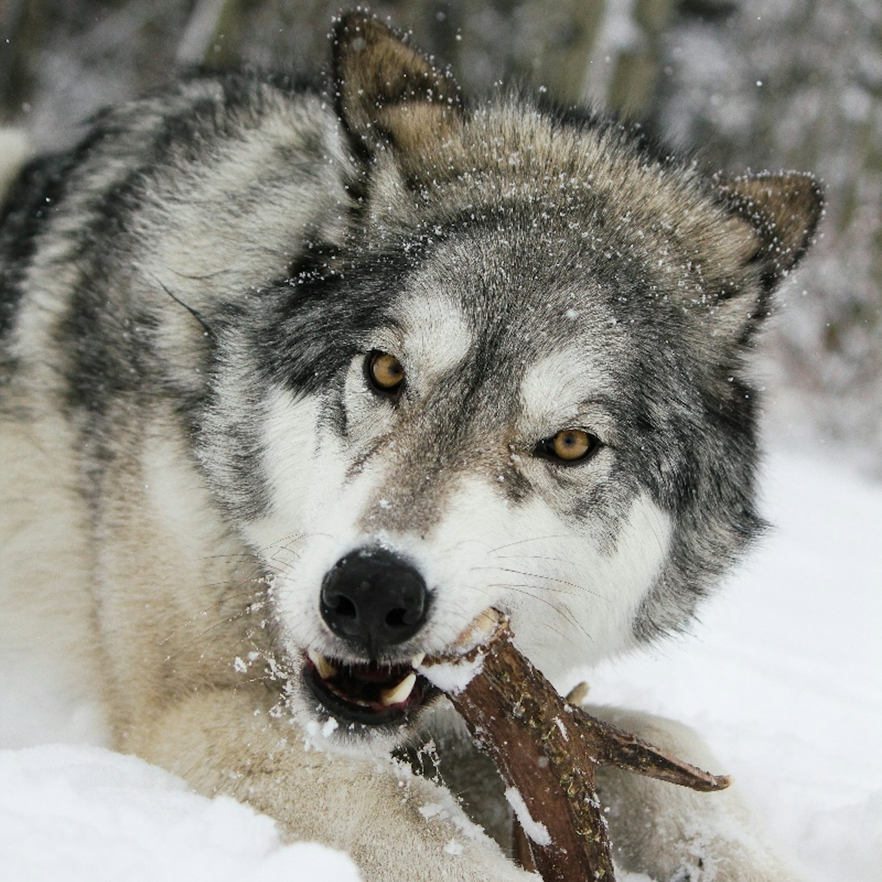 Yamnuska Wolfdog Sanctuary - Photo 1 of 6