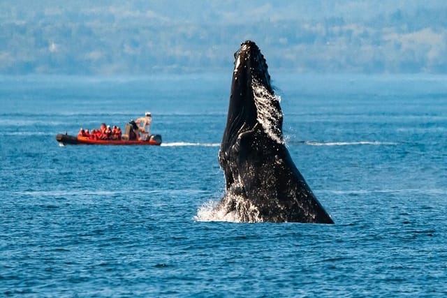 Zodiac Marine Wildlife Excursion from Victoria - Photo 1 of 9