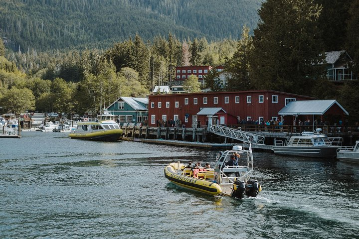 Zodiac Whale Watching Adventure from Telegraph Cove - Photo 1 of 6