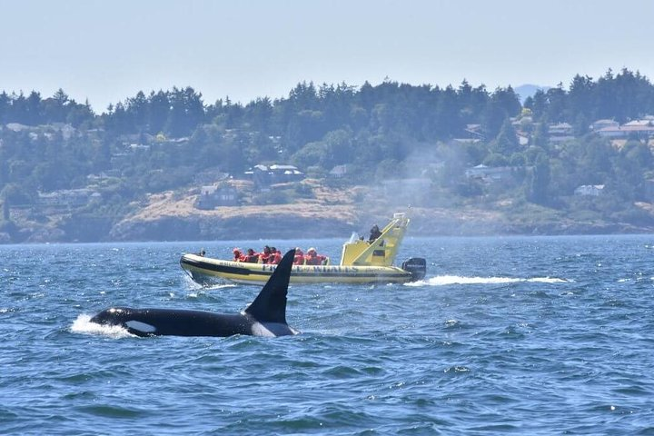 An orca surfaces along side the boat!