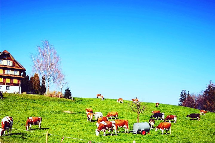 Cows on the Alp