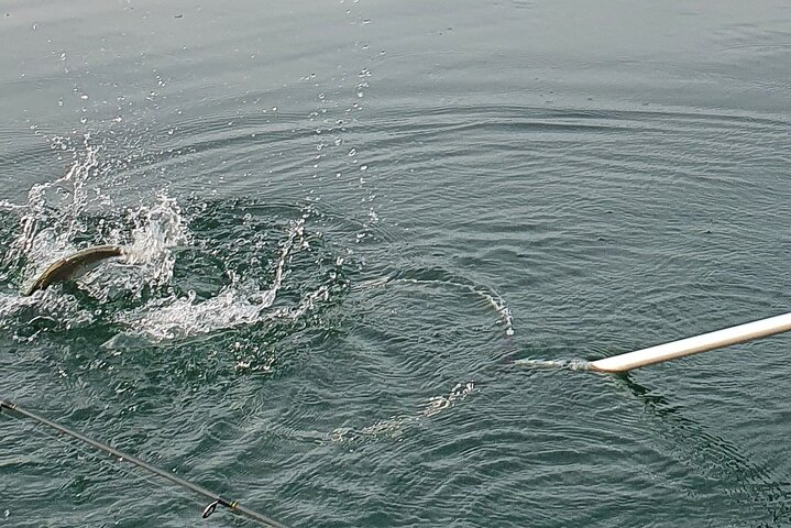 A whitefish about to catch