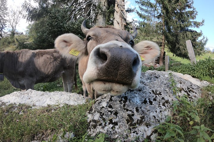 Lucerne Farms Tour and Cheese Tasting - Private Tour - Photo 1 of 5