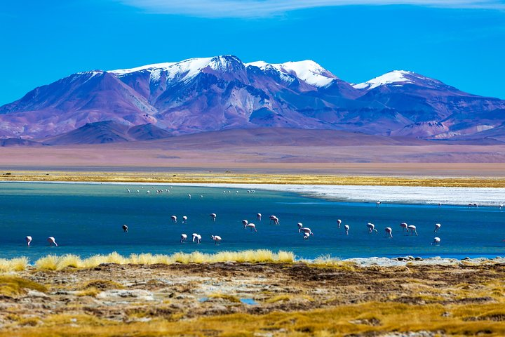 Atacama Salt Flat Day Trip from San Pedro de Atacam