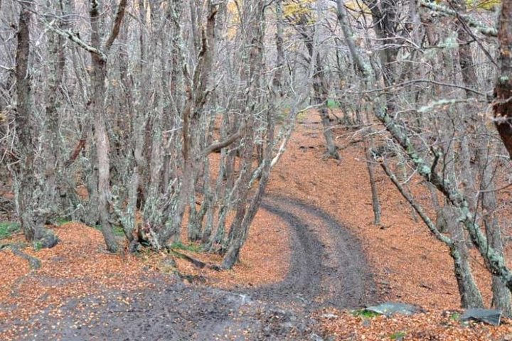 Forst near Fagnano Lake