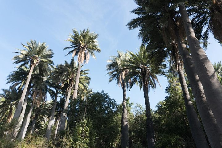 The native palms of Chile!