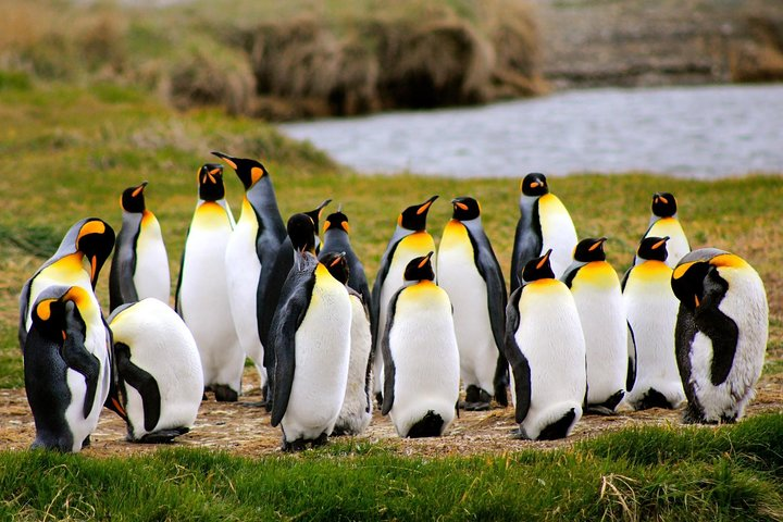 King Penguin - Tierra del Fuego Island - Photo 1 of 25