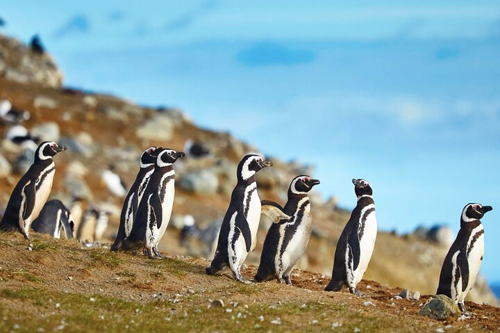 Magellanic penguins 