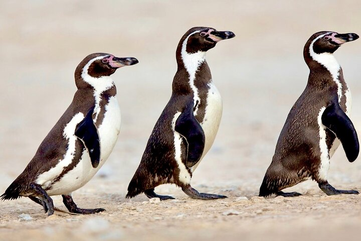 Penguins,Sea lions,Sand Boarding,Paragliding Chilean food &drinks - Photo 1 of 25