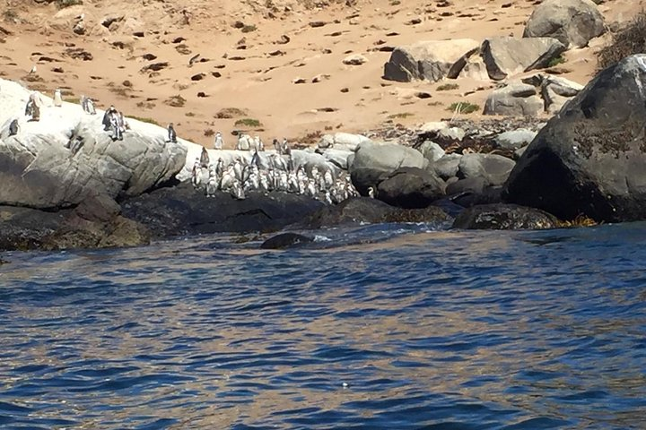 Penguins Watching-Navigation & HorseRide & Barbecue From Santiago - Photo 1 of 24