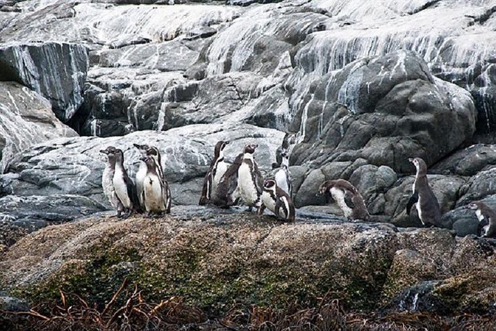 Penguins Watching-Navigation & HorseRide&Barbecue From VALPARAISO - Photo 1 of 19