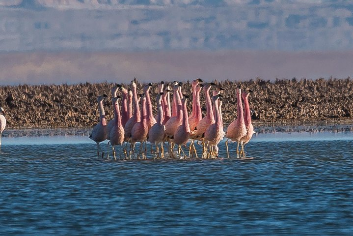 Flamingos marching // flamingos marching