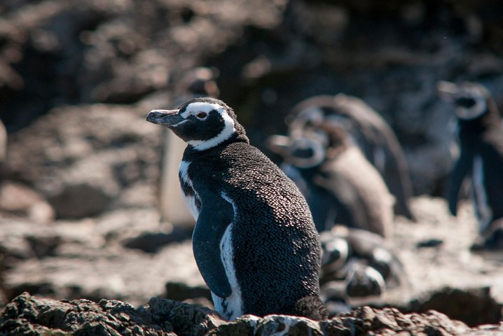 Puerto Montt: Full day Chiloe Island visiting Penguins in Puñihuil  - Photo 1 of 7