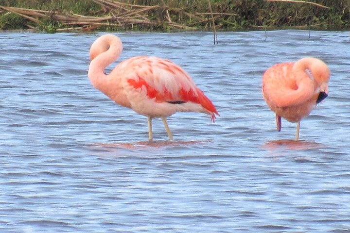 Flamingos (Phoenicopterus)