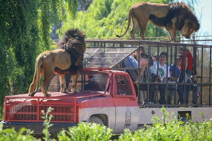 Safari Park Full Day from Santiago - Photo 1 of 3