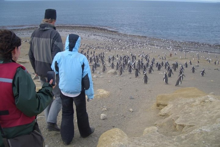 Penguins