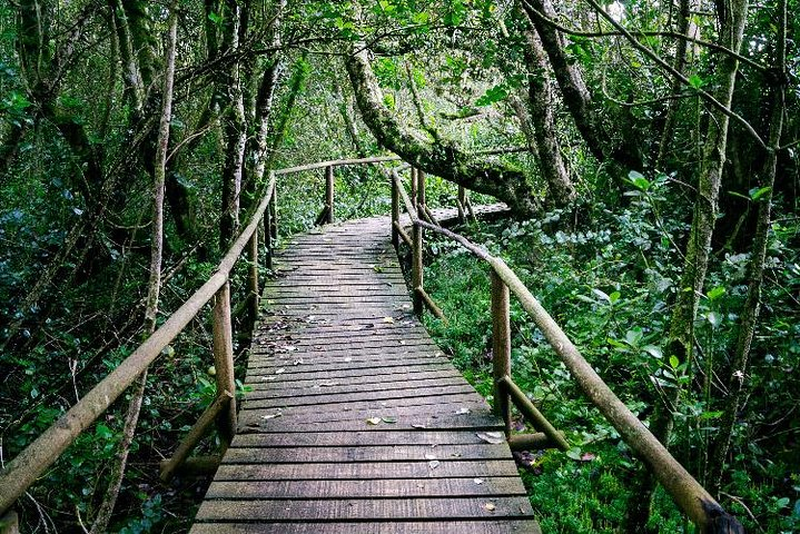 Valdivian Forest, Fray Jorge National Park and Valle del Encanto -Full day - Photo 1 of 7