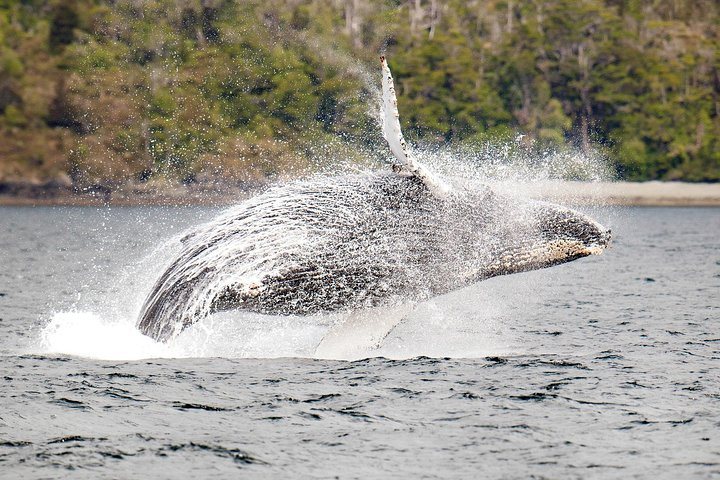 Humpback Whale Francisco Coloane Marine Park
