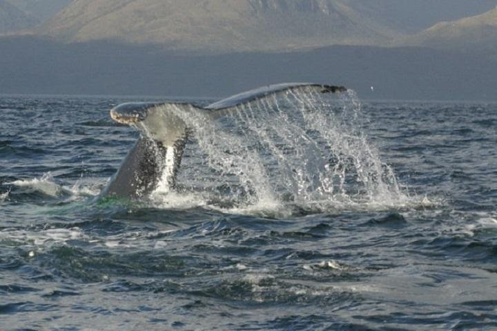 Amazing whale watching