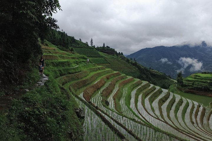 Longji Terrace Fields at Summer