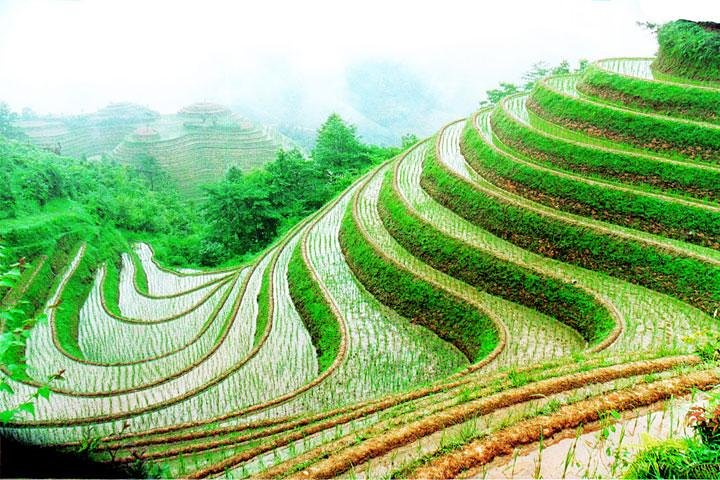 Longji Terrace Fields