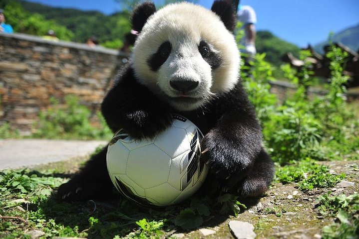 1 Day Wolong Panda Nature Reserve Tour - Photo 1 of 4