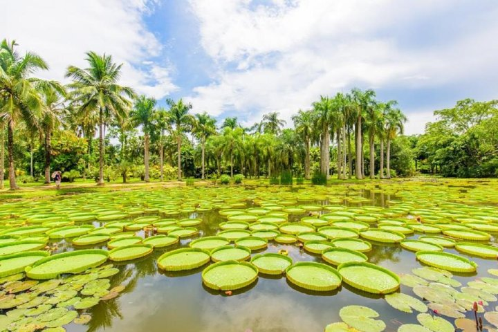 1 Day Xishuangbanna City Tour with Tropical Botanical Garden - Photo 1 of 6