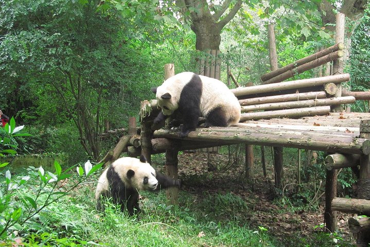 Giant pandas