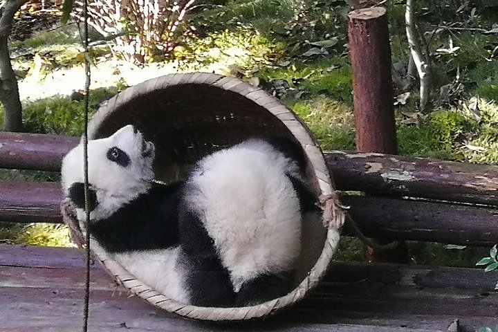 3 Days Chengdu Panda base and Leshan Buddha Visit with Cooking Class  - Photo 1 of 10