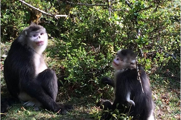 Close to Black Snubnosed Monkey