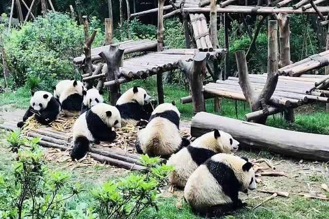 4-Hour Private Trip to Chengdu Giant Panda Research Center - Photo 1 of 8