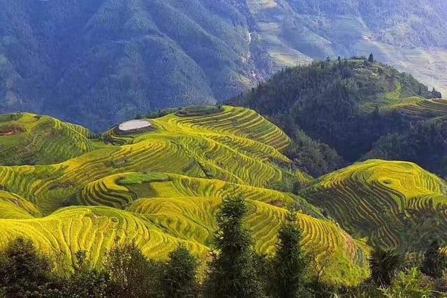 Rice terraces fields 