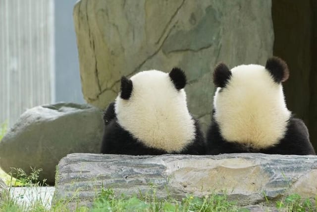 Chengdu Giant Panda Breeding Research Base Ticket - Photo 1 of 10