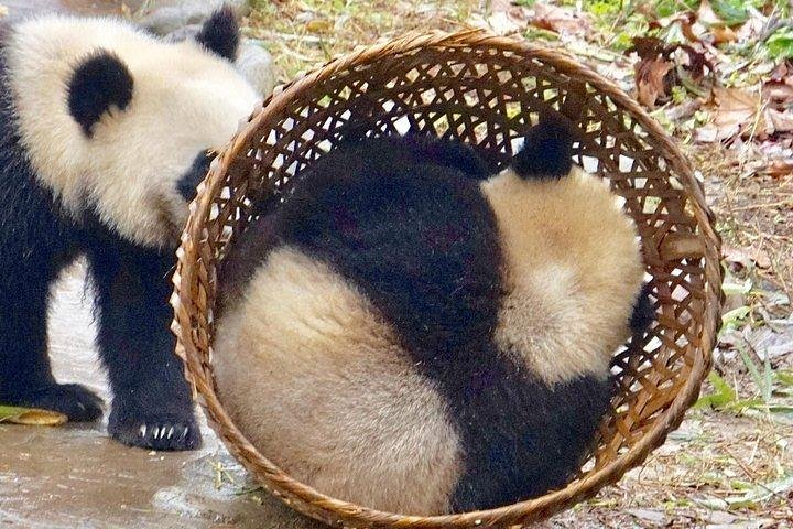 Chengdu Panda Tour and Taste Spicy Hotpot  - Photo 1 of 14