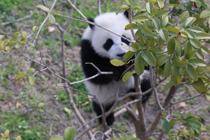 Chengdu Panda tour with local guide option volunteer  - Photo 1 of 7