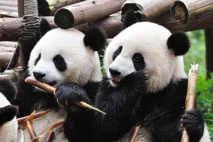  Panda Breeding Center