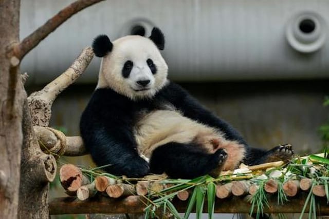 Dujiangyan/Wolong Panda Sanctuary day tour option panda keeper - Photo 1 of 4